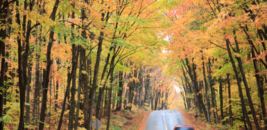 Road Safety in Ontario’s Cottage Country: Legal Risks, Realities, and How to Stay Protected Photo