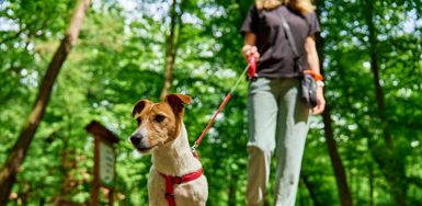 What Is the Dog Owners’ Liability Act and How Does It Protect Victims? Photo