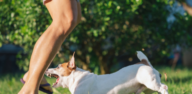 Springtime Strolls and Dog Bite Dangers: Legal Remedies for Victims in Ontario - A Familiar Walk, Suddenly Changed Photo