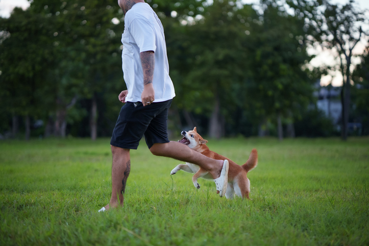 Shiba Inu About To Bite Man's Leg