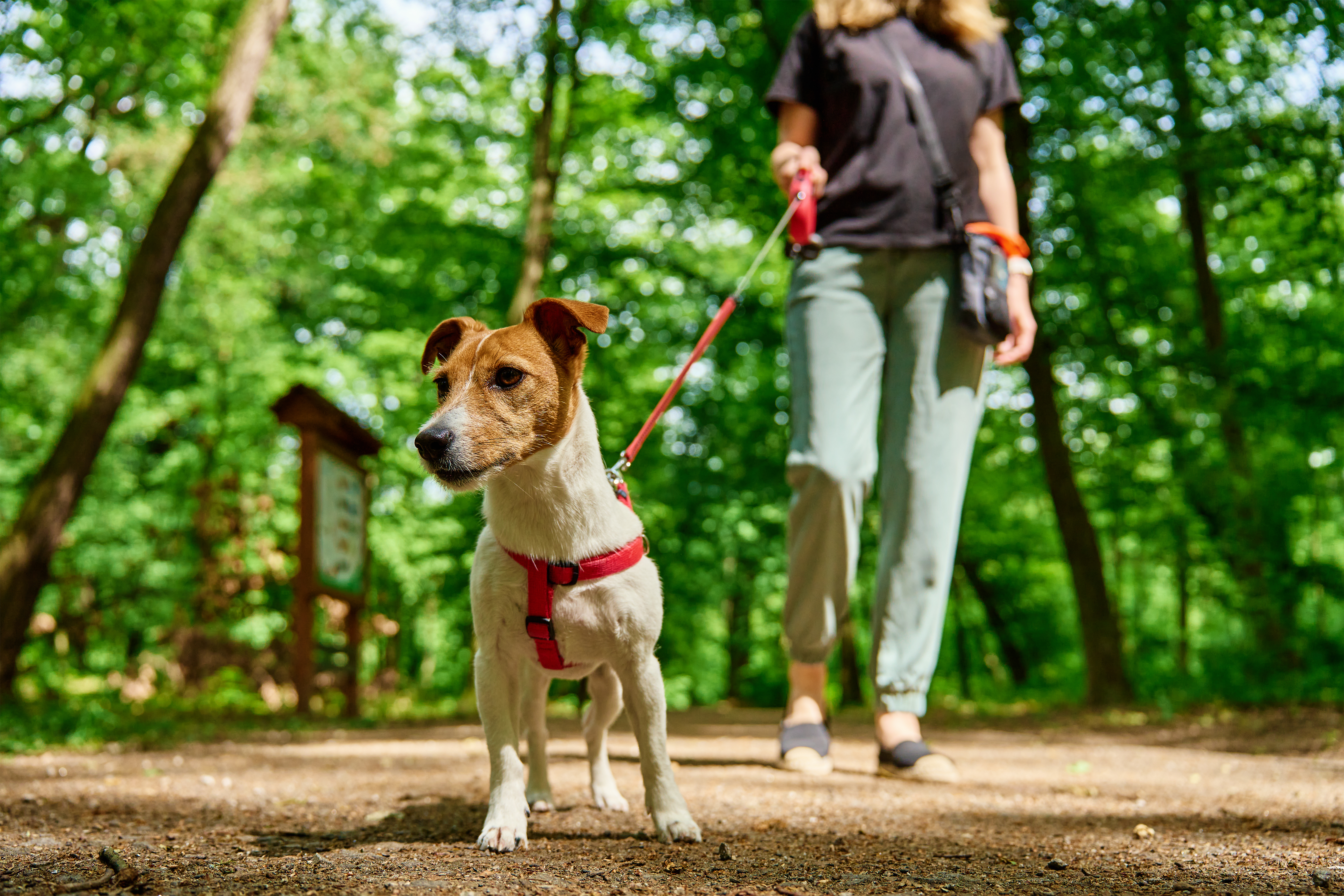 Dog and Owner Walking