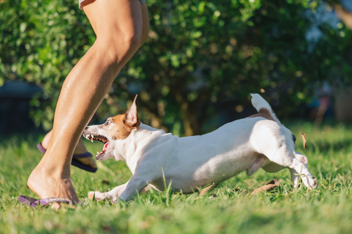 Small Dog Biting Almost Biting a Human Leg