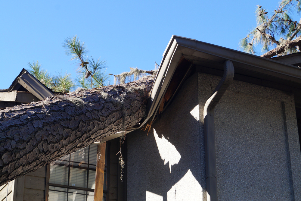 property damage on building with fallen tree
