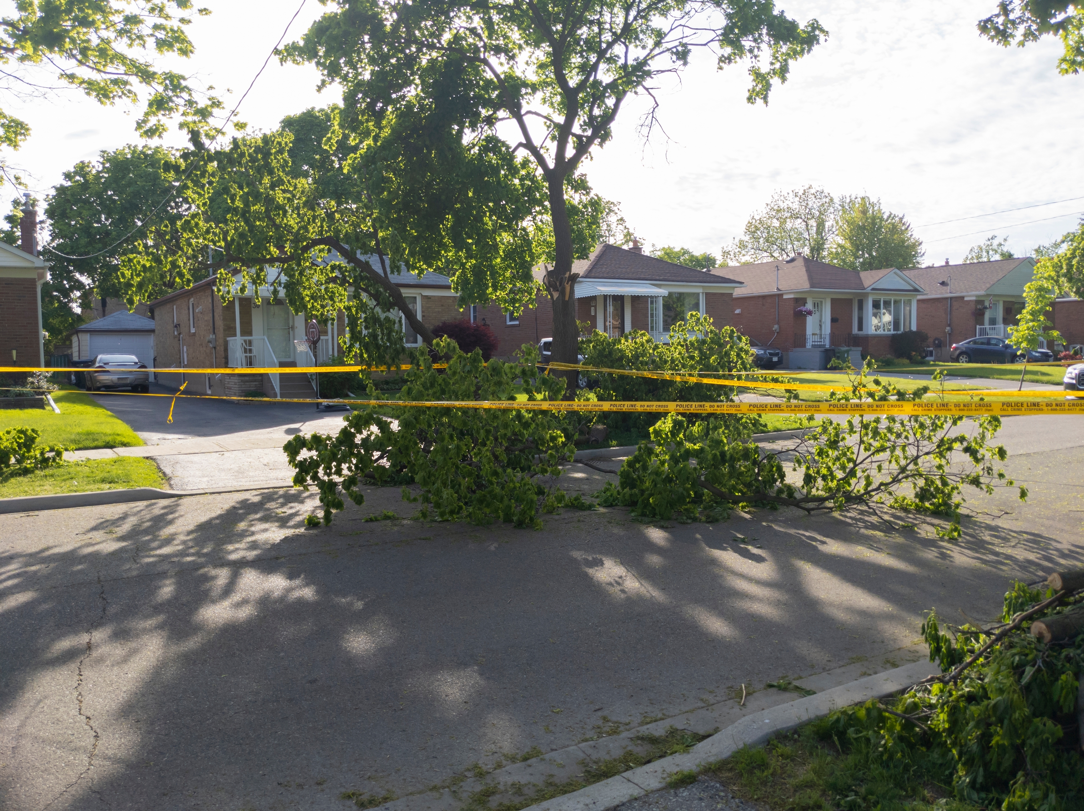 fallen tree in a residential area
